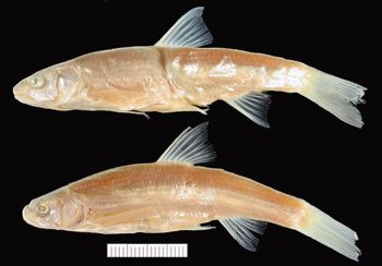 Media type: image; Ichthyology 35938